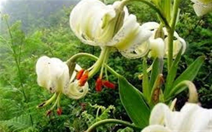 سوسن چلچراغ ثبت جهانی ماسوله را آسان می کند