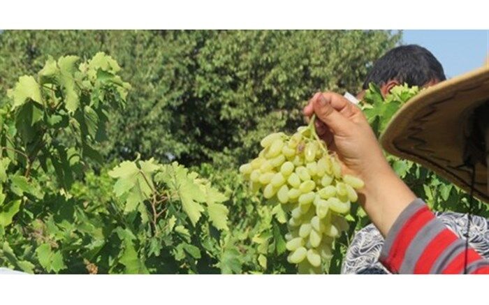 آغاز برداشت انگور در فارس