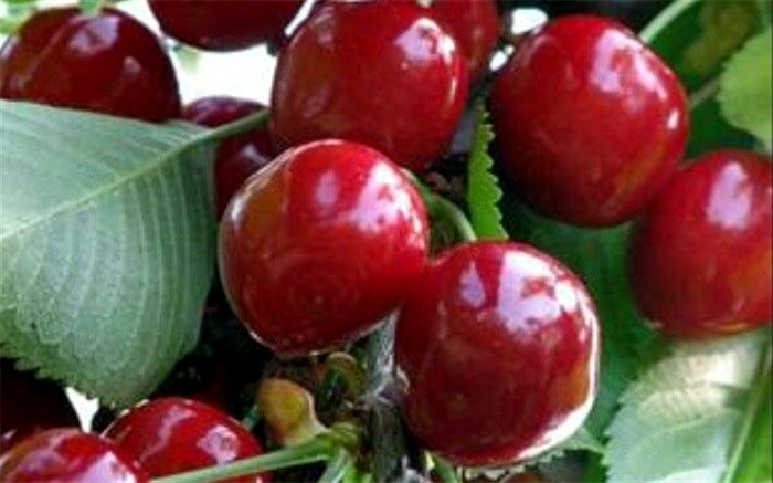 آغاز برداشت گیلاس از باغات شهرستان ملارد