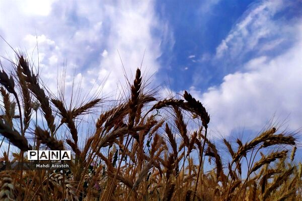 برگزاری جشن شکرگزاری برداشت گندم در روستای فیض آباد ،جلگه ماژان شهرستان خوسف