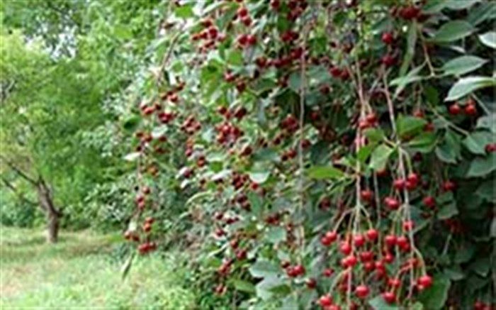 افزایش ۳۰ درصدی تولید آلبالو در مهاباد