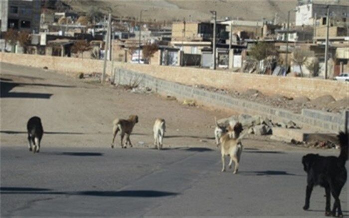 کودک دوساله طعمه سگ‌ها شد