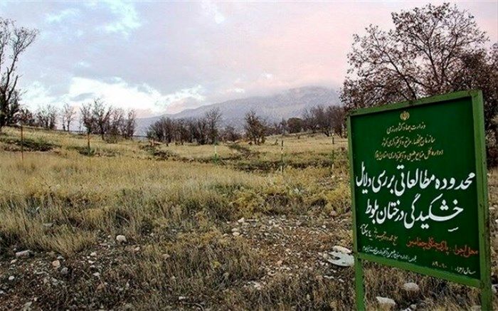 ‌جنگل‌های انبوه غرب ایران هم در حال بیابان شدن هستند
