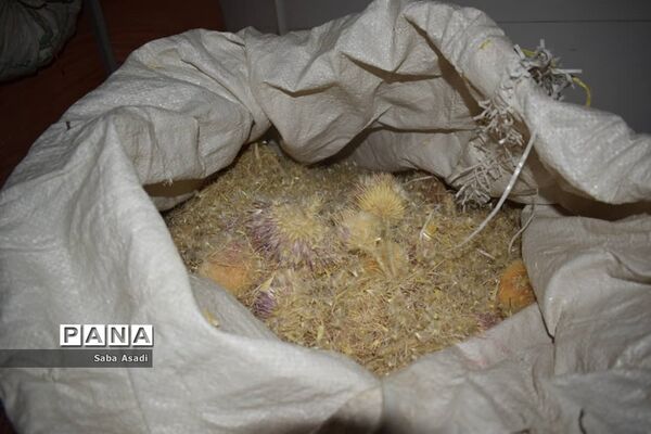 فصل تابستان و رونق عرق گیری در شیراز