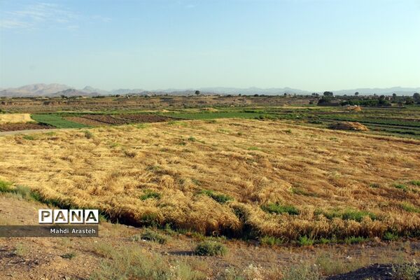 خوشه های طلایی گندم در نگین کویر