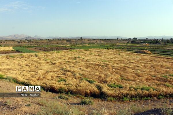 خوشه های طلایی گندم در نگین کویر