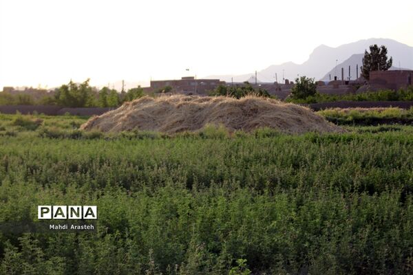خوشه های طلایی گندم در نگین کویر