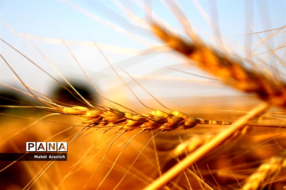 خوشه های طلایی گندم در نگین کویر