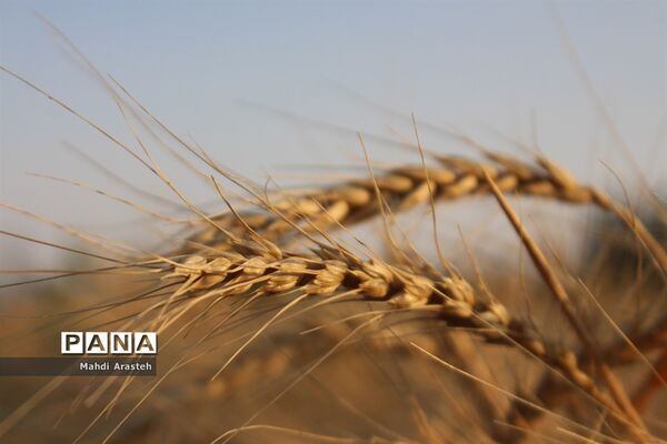 خوشه های طلایی گندم در نگین کویر