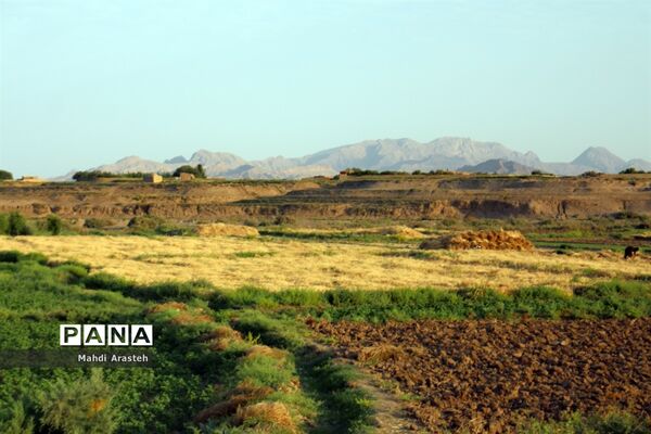 خوشه های طلایی گندم در نگین کویر