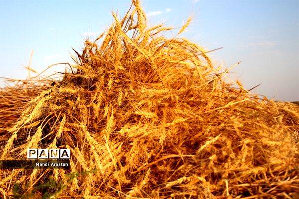 خوشه های طلایی گندم در نگین کویر