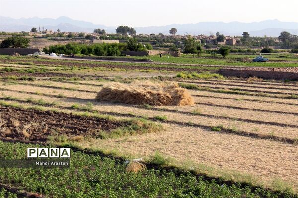 خوشه های طلایی گندم در نگین کویر