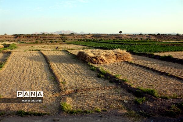 خوشه های طلایی گندم در نگین کویر