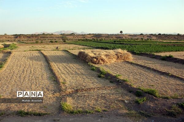 خوشه های طلایی گندم در نگین کویر