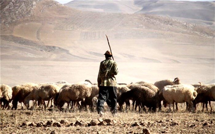 جمعیت دام سبک کشور به ۶۴.۸ میلیون رأس رسید