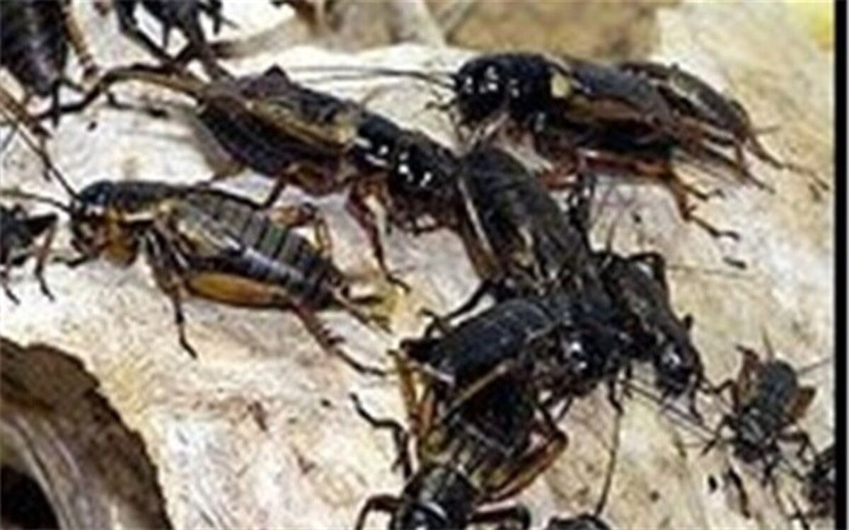 هجوم ‌جیرجیرک‌ها به شهرهای خوزستان