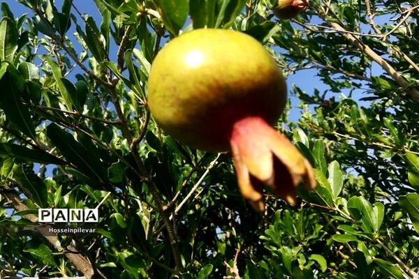 به ثمر رسیدن غنچه‌های انار در مزارع و باغ‌های شهرستان خوسف