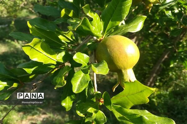 به ثمر رسیدن غنچه‌های انار در مزارع و باغ‌های شهرستان خوسف