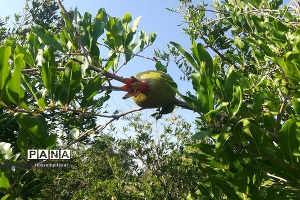 به ثمر رسیدن غنچه‌های انار در مزارع و باغ‌های شهرستان خوسف