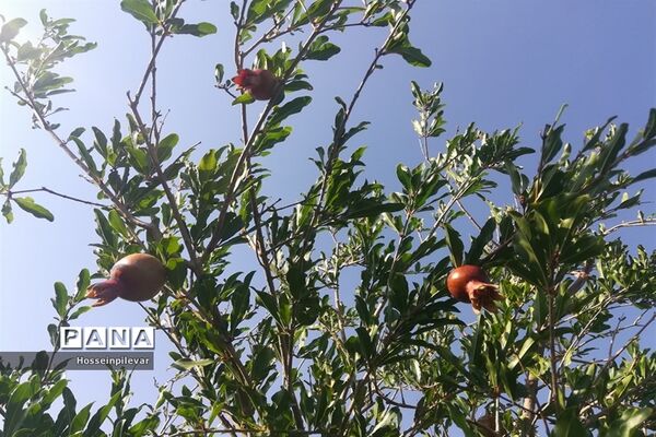 به ثمر رسیدن غنچه‌های انار در مزارع و باغ‌های شهرستان خوسف