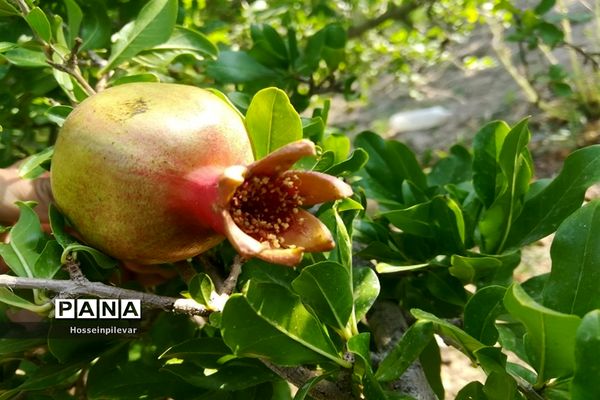 به ثمر رسیدن غنچه‌های انار در مزارع و باغ‌های شهرستان خوسف
