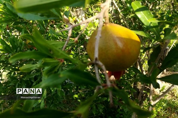 به ثمر رسیدن غنچه‌های انار در مزارع و باغ‌های شهرستان خوسف