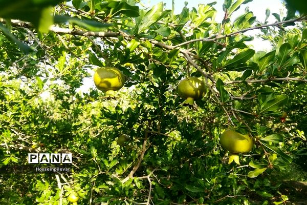 به ثمر رسیدن غنچه‌های انار در مزارع و باغ‌های شهرستان خوسف