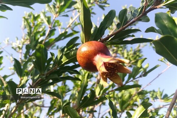 به ثمر رسیدن غنچه‌های انار در مزارع و باغ‌های شهرستان خوسف