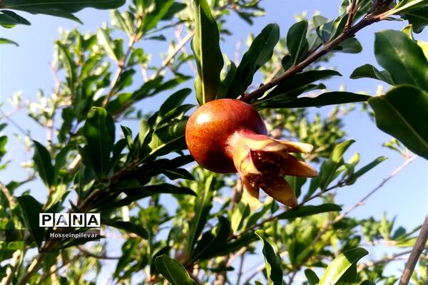 به ثمر رسیدن غنچه‌های انار در مزارع و باغ‌های شهرستان خوسف