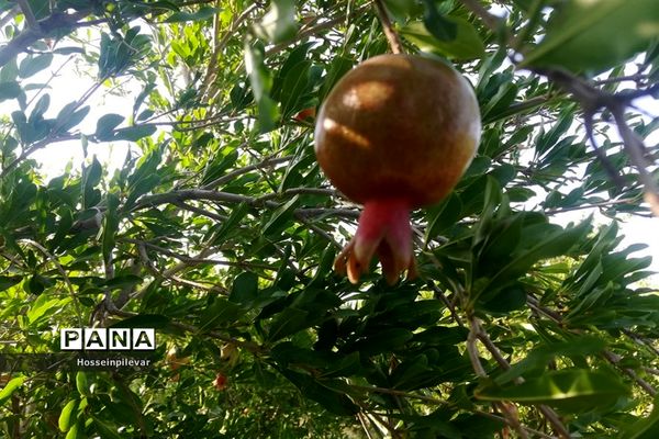 به ثمر رسیدن غنچه‌های انار در مزارع و باغ‌های شهرستان خوسف
