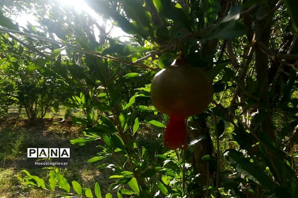 به ثمر رسیدن غنچه‌های انار در مزارع و باغ‌های شهرستان خوسف