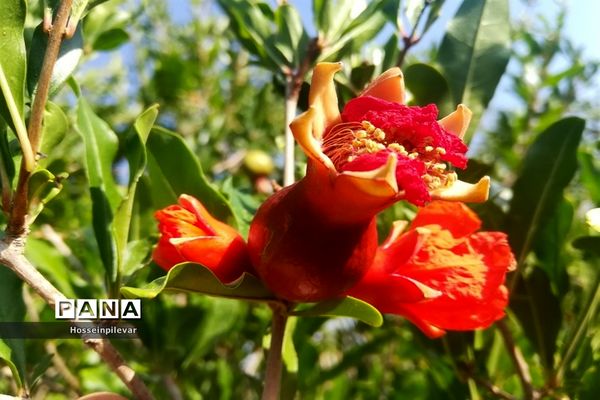 به ثمر رسیدن غنچه‌های انار در مزارع و باغ‌های شهرستان خوسف