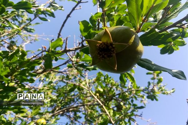 به ثمر رسیدن غنچه‌های انار در مزارع و باغ‌های شهرستان خوسف