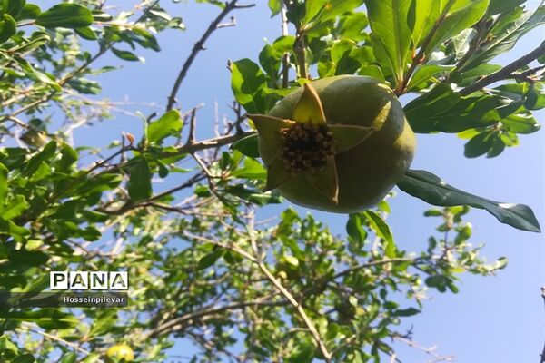 به ثمر رسیدن غنچه‌های انار در مزارع و باغ‌های شهرستان خوسف