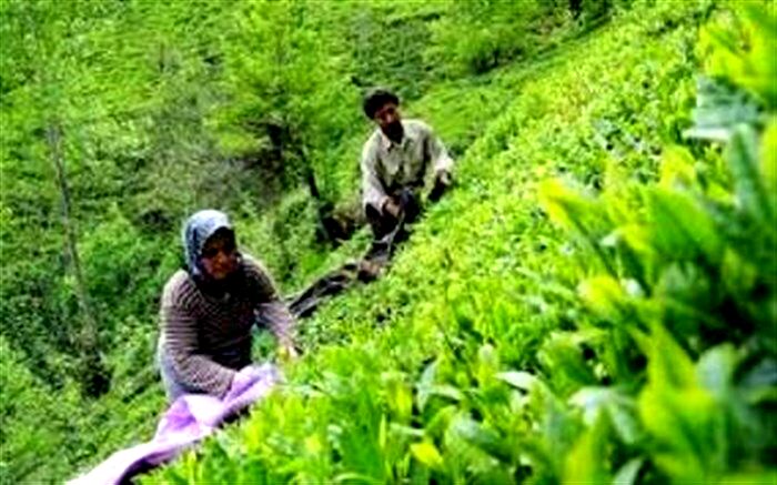 خرید ۶۳ هزار تن برگ سبز چای از کشاورزان