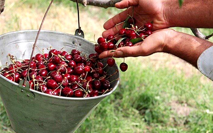 ۲۰ هزار تن آلبالو و گیلاس در خوی برداشت شد