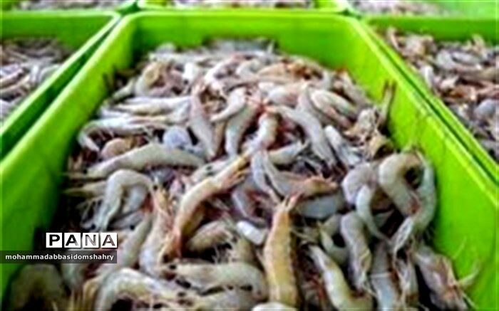 اقتصاد مقاومتی در بندر تیاب شهرستان میناب تحقق یافت
