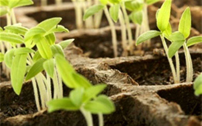 مدیر باغبانی سازمان جهاد کشاورزی : توسعه کشت گیاهان دارویی گامی برای حفاظت از گونه‌های متعدد