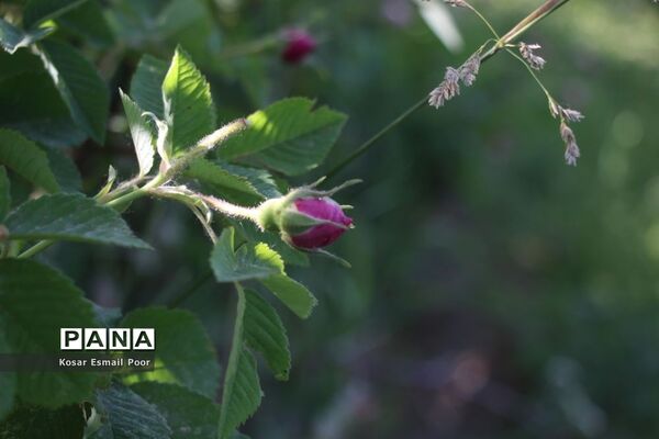 برداشت گل محمدی در روستای عنصرود اسکو