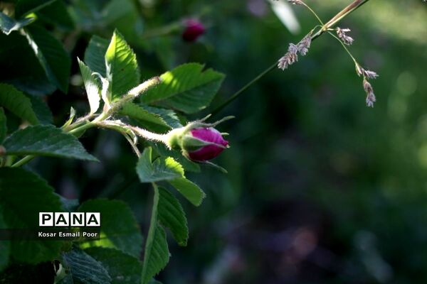 برداشت گل محمدی در روستای عنصرود اسکو