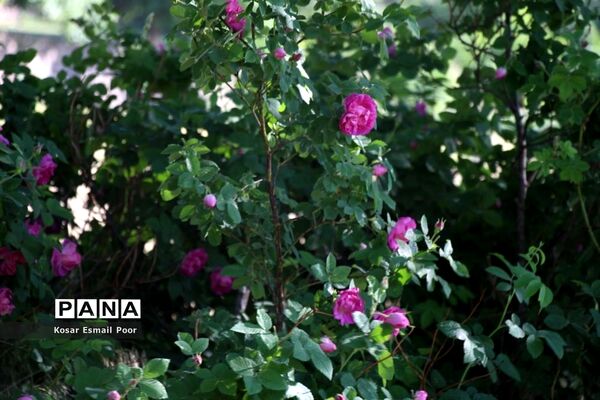 برداشت گل محمدی در روستای عنصرود اسکو