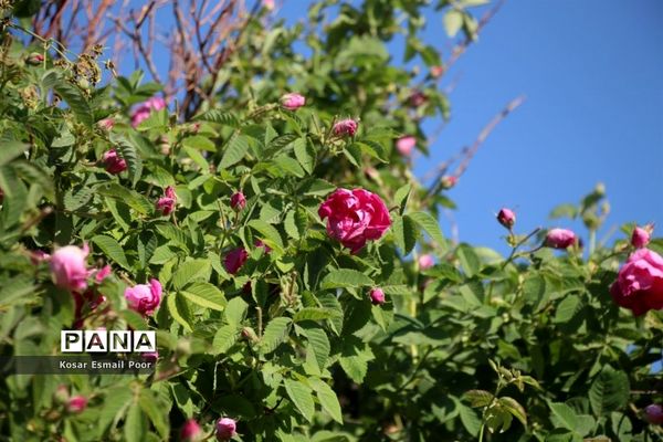 برداشت گل محمدی در روستای عنصرود اسکو