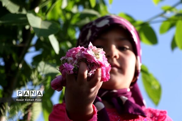 برداشت گل محمدی در روستای عنصرود اسکو