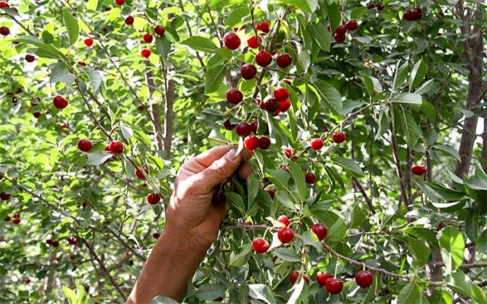 تولید سالانه 6600 تن آلبالو از باغات شهرستان شبستر