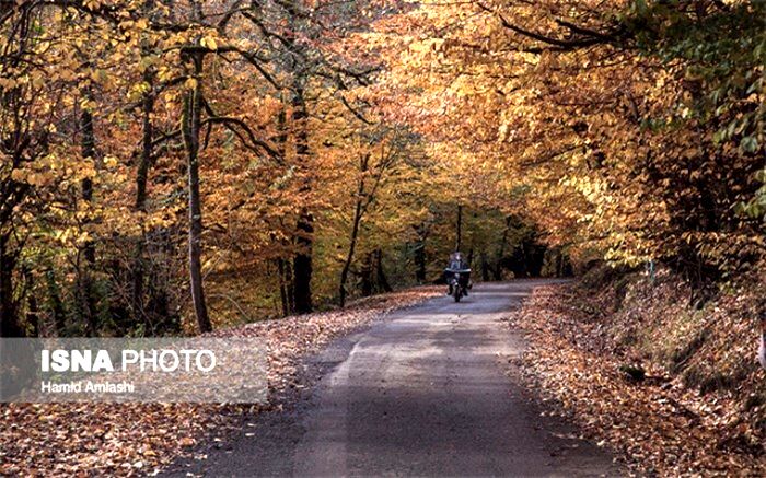 سالانه۲۵ هزار هکتار از جنگل‌های هیرکانی از بین می‌رود
