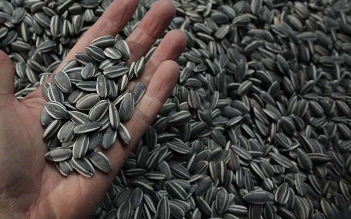 40 درصد تخمه کشور در آذربایجان غربی تولید می‌شود
