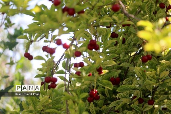 برداشت آلبالو در شهرستان تسوج