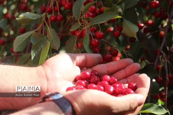 برداشت آلبالو در شهرستان تسوج