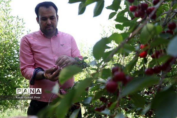 برداشت آلبالو در شهرستان تسوج