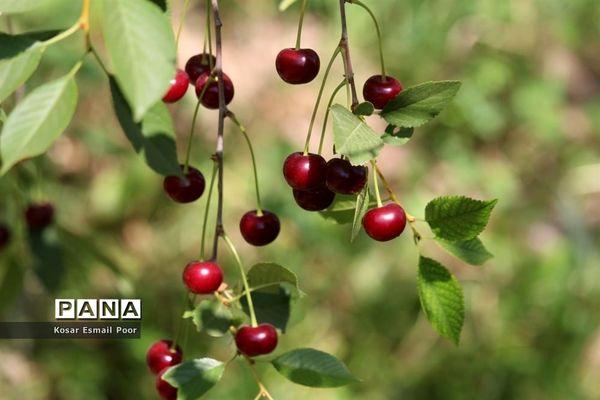 برداشت آلبالو در شهرستان تسوج